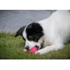 Dog Comets Stjernestøvlyserød S Dog Comets Stjernestøvlyserød S