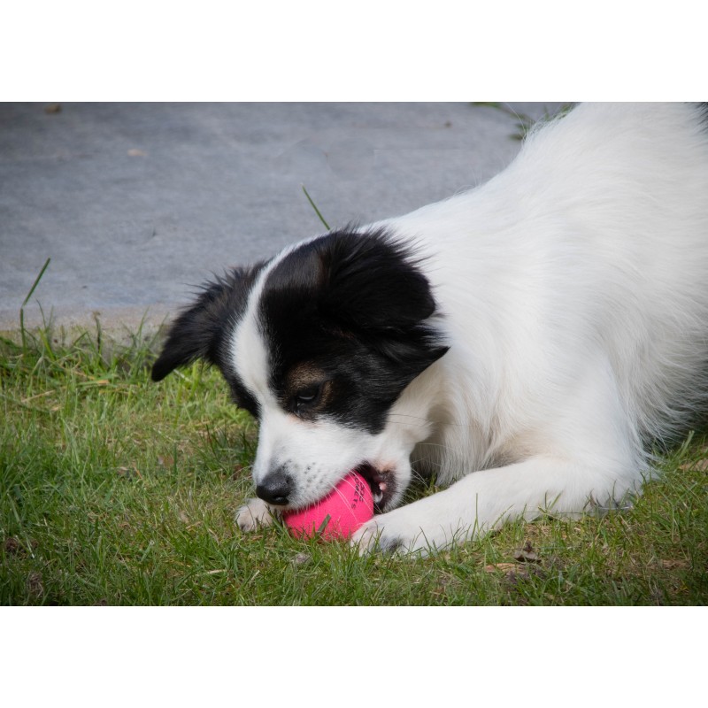 Dog Comets Stjernestøvlyserød S Dog Comets Stjernestøvlyserød S