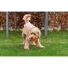 Dog Comets Exoplanet Spiky Ball S Orange Dog Comets Exoplanet Spiky Ball S Orange