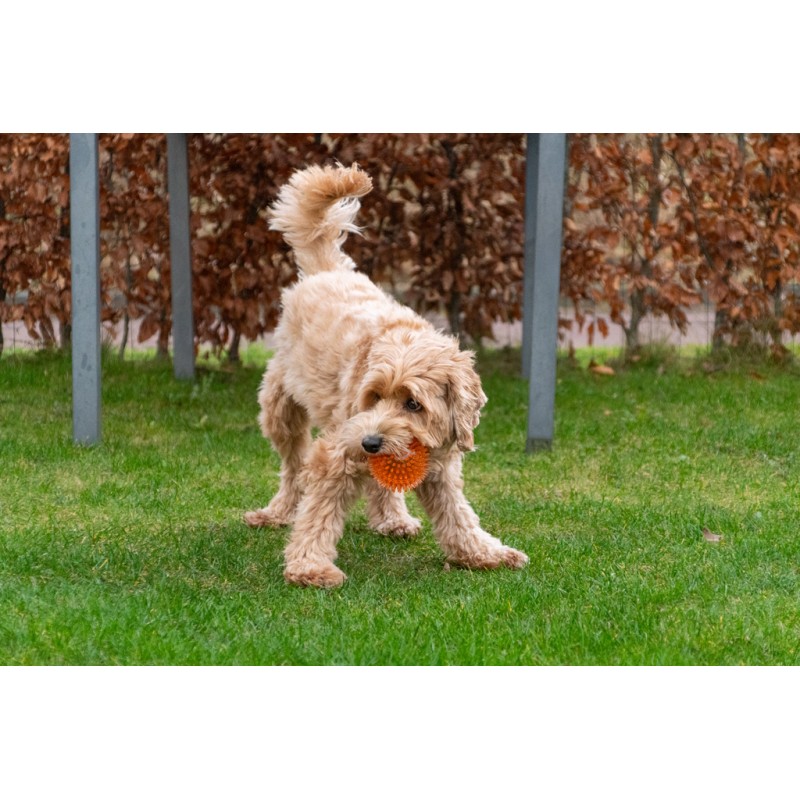 Dog Comets Exoplanet Spiky Ball S Pink Dog Comets Exoplanet Spiky Ball S Pink