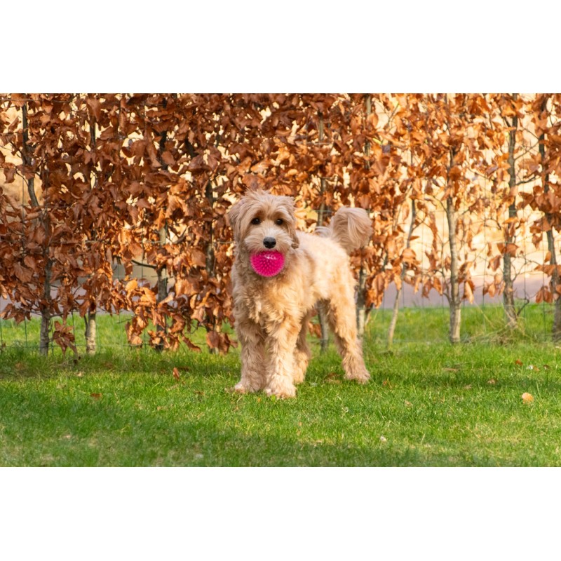 Dog Comets Exoplanet Spiky Ball S Pink Dog Comets Exoplanet Spiky Ball S Pink