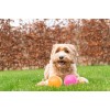 Dog Comets Exoplanet Spiky Ball S Pink Dog Comets Exoplanet Spiky Ball S Pink