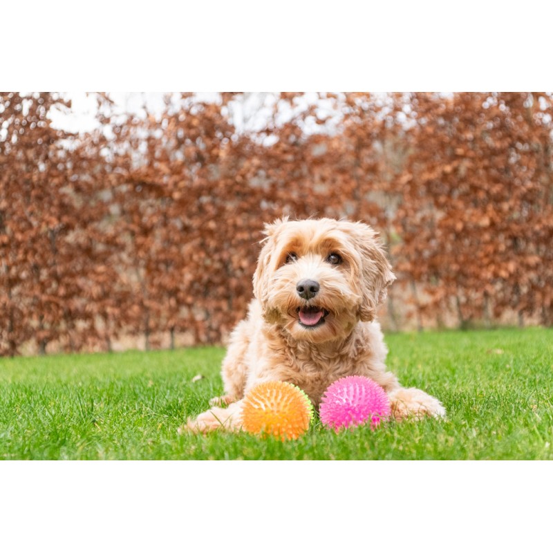 Dog Comets Exoplanet Spiky Ball S Pink Dog Comets Exoplanet Spiky Ball S Pink