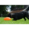 Dog Comets Pan-Stars Orange M Dog Comets Pan-Stars Orange M