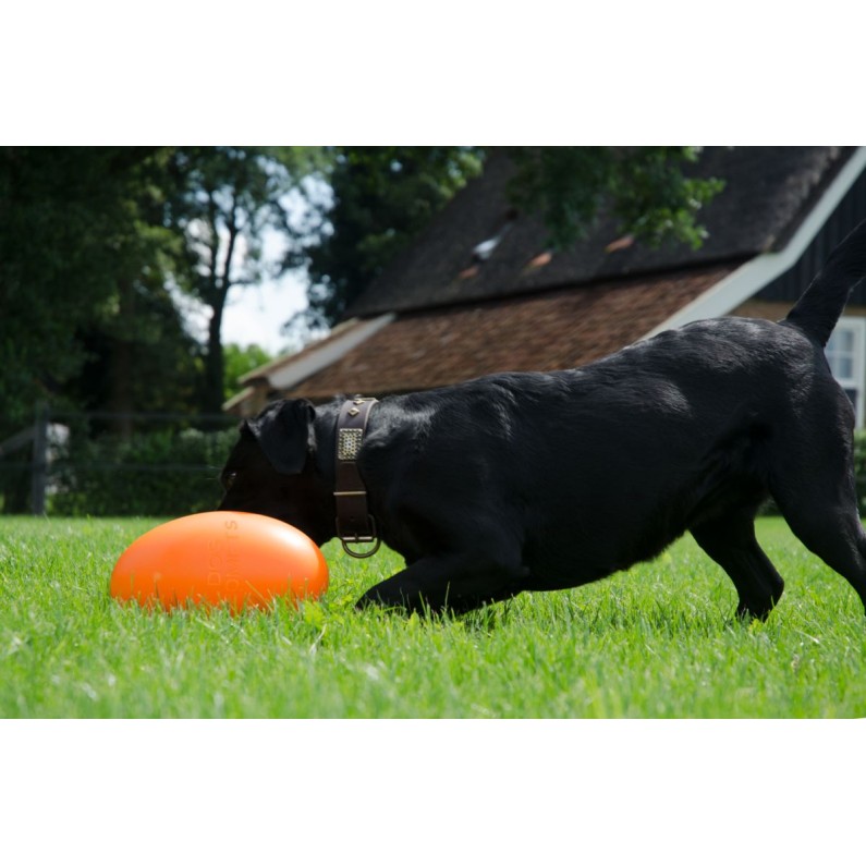 Pan-Stars Orange M  Dog Comets