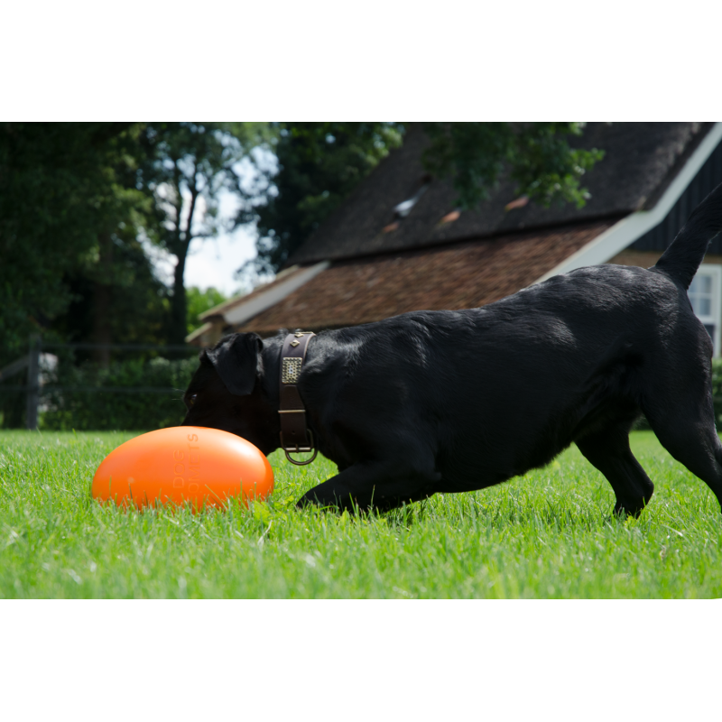 Dog Comets Pan-Stars Orange M Dog Comets Pan-Stars Orange M