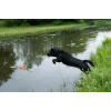 Dog Comets Orion Orange Dog Comets Orion Orange