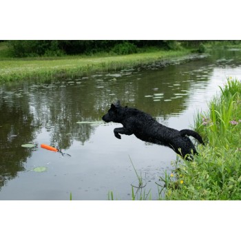 Apport Orion Orange Dog Comets Apport Orion Orange Dog Comets