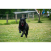 Dog Comets Blazar Jet Orange Dog Comets Blazar Jet Orange