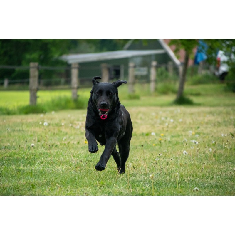 Apportlegetøj Blazar Jet Orange Dog Comets Apportlegetøj Blazar Jet Orange Dog Comets