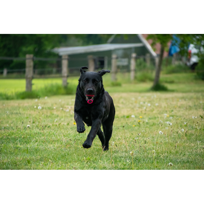 Dog Comets Blazar Jet Orange Dog Comets Blazar Jet Orange