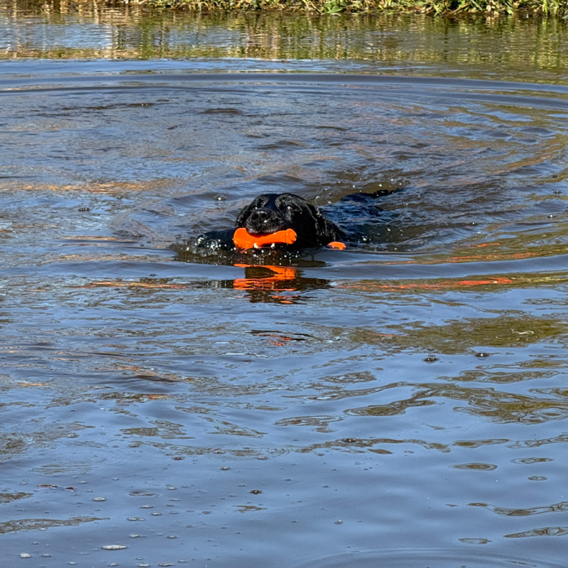 Dog Comets Bobber Green Dog Comets Bobber Green