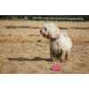 Dog Comets Neutron Star Tennisbold Med Pibe M Pink Dog Comets Neutron Star Tennisbold Med Pibe M Pink