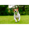 Dog Comets Neutron Star Tennisbold med Pibe M Grøn Dog Comets Neutron Star Tennisbold med Pibe M Grøn
