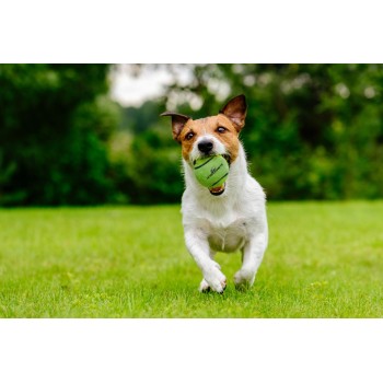 Tennisbold med Pibe M Grøn Neutron Star Tennisbold med Pibe M Grøn Neutron Star