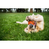Dog Comets Neutron Star Tennisbold med Pibe M Orange Dog Comets Neutron Star Tennisbold med Pibe M Orange