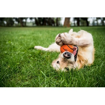 Tennisbold med Pibe M Orange Neutron Star Tennisbold med Pibe M Orange Neutron Star