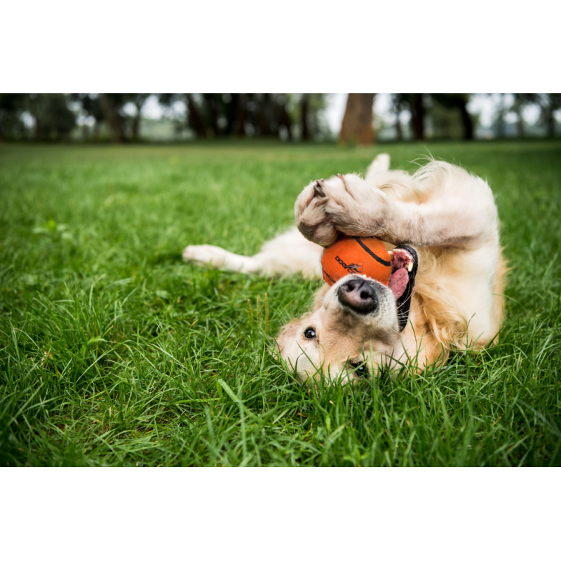Dog Comets Neutron Star Tennisbold med Pibe M Orange Dog Comets Neutron Star Tennisbold med Pibe M Orange