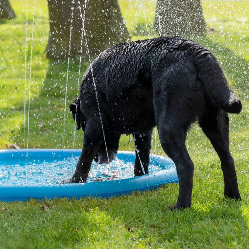 CoolPets Splash Pool Vandsprinkler CoolPets Splash Pool Vandsprinkler