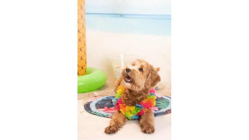 Pas på din hund i sommervarmen! Pas på din hund i sommervarmen!