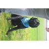 CoolPets Kølebandana S