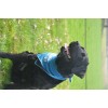 CoolPets Kølebandana S