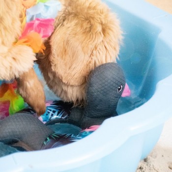 Ring O' Ducky Blomst CoolPets