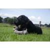 Country Dog