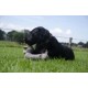 Country Dog