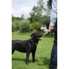 Country Dog Original Daisy