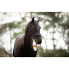 Excellent Horse Dyb iskølende gel 250 ml Excellent Horse Dyb iskølende gel 250 ml