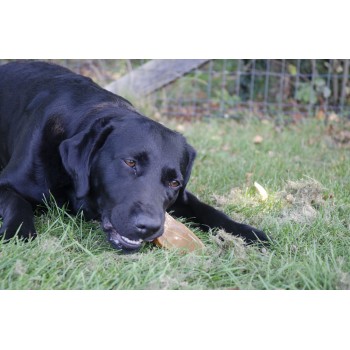 Små ører 48 stk. til hunde guf Dental