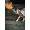 Double Wobble Osteagtige kammerater Double Wobble Osteagtige kammerater