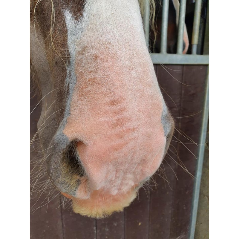 Excellent Horse Hest Sunblock Cream SPF 30 150 g Excellent Horse Hest Sunblock Cream SPF 30 150 g
