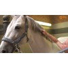 Paardenpraat TV Glans Spray 250 ml Paardenpraat TV Glans Spray 250 ml