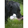 Fuzzle med 5 pibelydre Ko Fuzzle med 5 pibelydre Ko