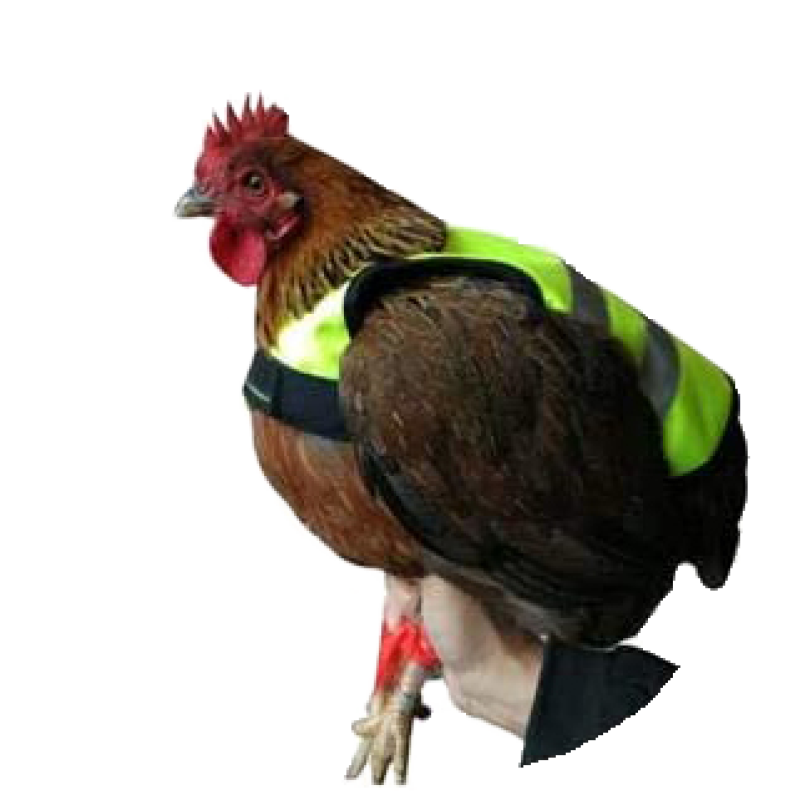 Fjerkræ Kyllingevest Gaun Fjerkræ Kyllingevest Gaun