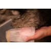 Shampoobar Rose Groomers Secret