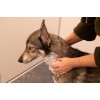 Shampoobar Rose Groomers Secret