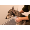 Groomers Secret