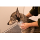 Groomers Secret