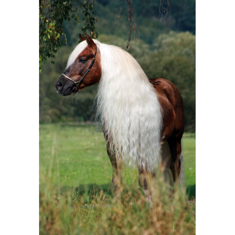Excellent Horse Højglansspray 500 ml til hale og man Excellent Horse Højglansspray 500 ml til hale og man