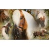 Excellent Horse Højglansspray 500 ml til hale og man Excellent Horse Højglansspray 500 ml til hale og man