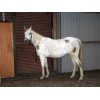 Excellent Horse Højglans Rengøringsspray til pelsen 500 ml Excellent Horse Højglans Rengøringsspray til pelsen 500 ml