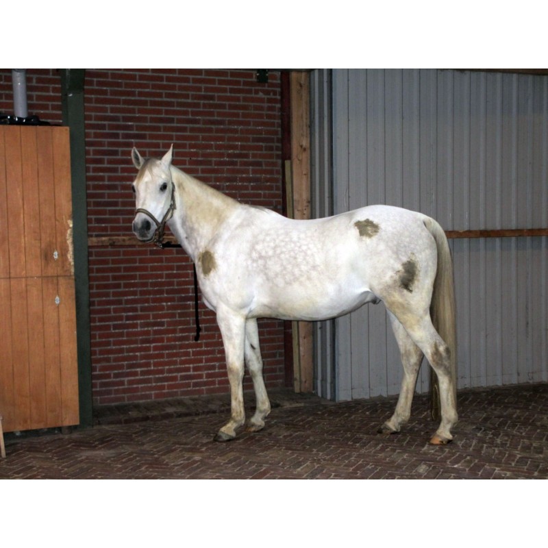 Excellent Horse Højglans Rengøringsspray til pelsen 500 ml Excellent Horse Højglans Rengøringsspray til pelsen 500 ml
