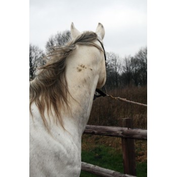 Højglans Rengøringsspray til pelsen 500 ml Excellent Horse Højglans Rengøringsspray til pelsen 500 ml Excellent Horse