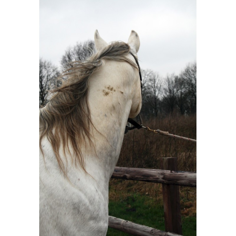 Excellent Horse Højglans Rengøringsspray til pelsen 500 ml Excellent Horse Højglans Rengøringsspray til pelsen 500 ml