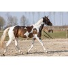 Hi Gloss Glitter Spray Regnbue 250 ml Excellent Horse
