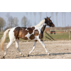 Excellent Horse Hi Gloss Glitter Spray Regnbue 250 ml Excellent Horse Hi Gloss Glitter Spray Regnbue 250 ml