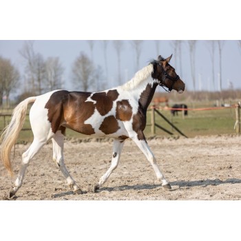 Hi Gloss Glitter Spray Orange 250 ml Excellent Horse Hi Gloss Glitter Spray Orange 250 ml Excellent Horse